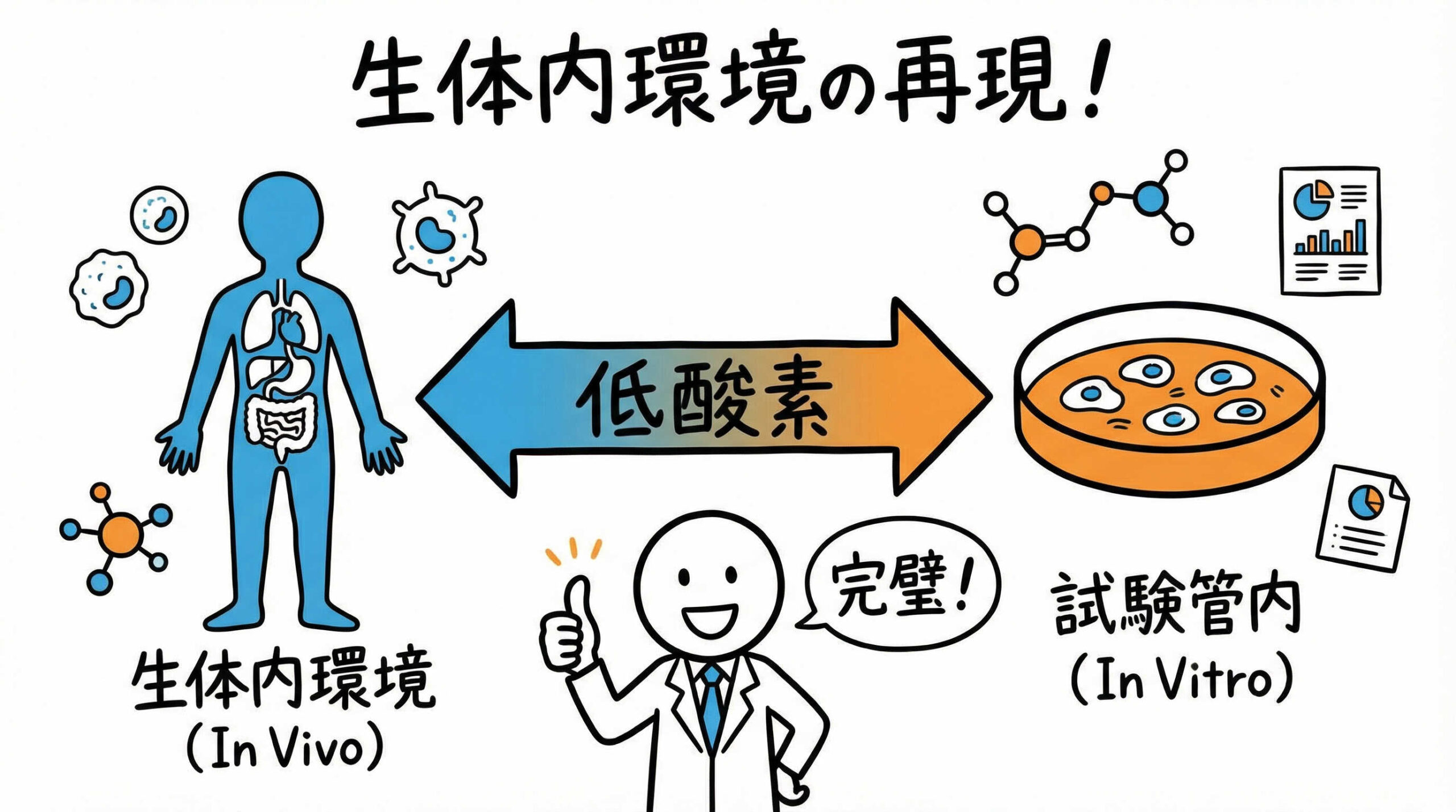 マルチガスインキュベーター活用の結論：生体内環境（低酸素）の再現による培養品質の最大化